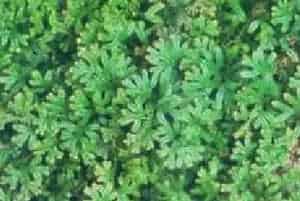分生繁殖的绿植有哪些?翠云草(卷柏科卷柏属)蓝地柏、绿绒草