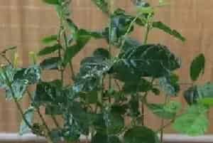盆栽育苗 | 什么时候扦插茉莉花最好