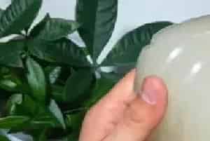 盆栽施肥 | 将发财树的树干养粗适合施什么肥