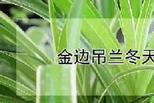 金边吊兰冬天怎么养