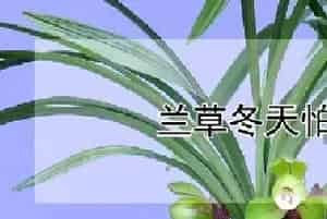 兰草冬天怕冷吗