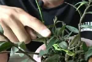 盆栽施肥 | 石斛长花蕾后可以施肥吗