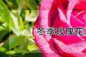 冬季玫瑰花怎么养