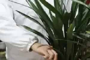 盆栽施肥 | 怎么给墨兰施肥