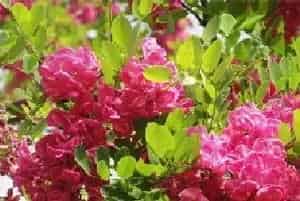 珍稀绿化香花树种～～香花槐的介绍