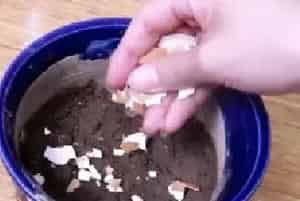 盆栽施肥 | 幸福树可以上鸡蛋当肥料吗