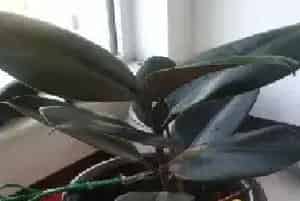 盆栽修剪 | 橡皮树盆栽修剪技术