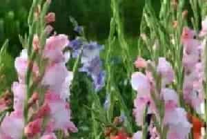 唐菖蒲你不知道的种植技巧和寓意