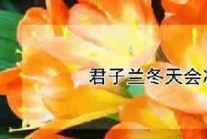 君子兰冬天会冻死吗?