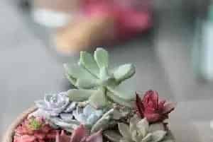 多肉植物冬季怎么养