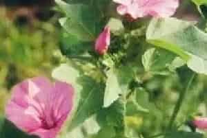 播种繁殖的绿植有哪些?三月花葵(锦葵科花葵属)裂叶花魁