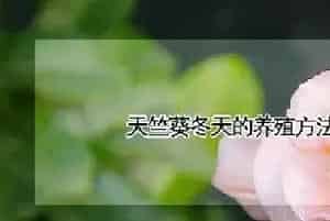 天竺葵冬天的养殖方法和注意事项