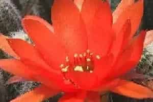 仙人掌花语 仙人掌花语和寓意