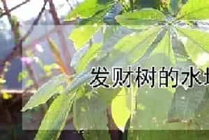 发财树的水培方法