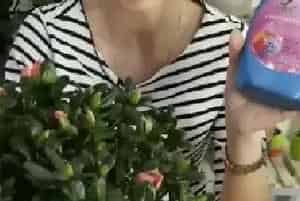 盆栽施肥 | 杜鹃叶面肥喷施注意事项