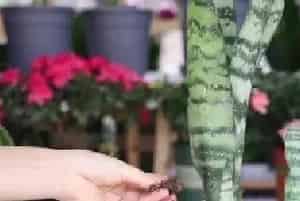 盆景材料 | 养虎皮兰深盆好还是浅盆好