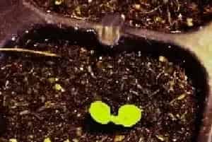 花卉果蔬盆景 | 瓜叶菊种植技术
