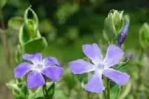 长春花花语