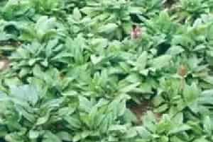 分生繁殖的绿植有哪些?夏枯草(唇形科夏枯草属)麦夏枯、铁色草