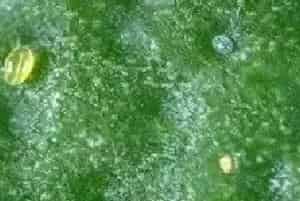 茶黄螨的防治和治疗对策办法