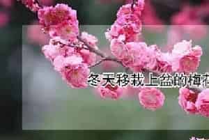 冬天移栽上盆的梅花能发芽吗