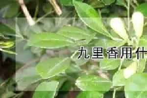 九里香用什么肥