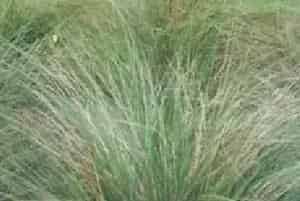 分生繁殖的绿植有哪些?弯叶画眉草(禾本科画眉草属)