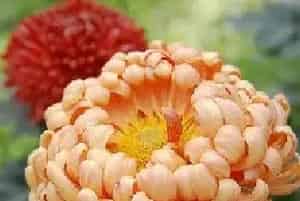 冬菊的花语是什么？