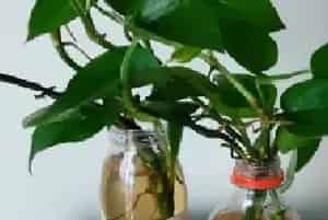 盆栽施肥 | 水培绿萝放什么长得快