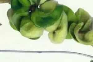 扦插繁殖的绿植有哪些?卷叶球兰(萝藦科球兰属)皱叶球兰