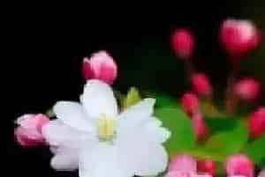海棠花又什么寓意？