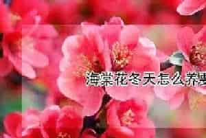海棠花冬天怎么养要注意什么