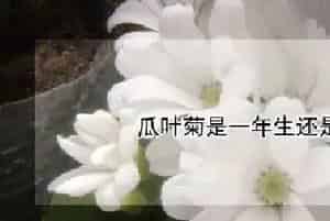 瓜叶菊是一年生还是多年生的