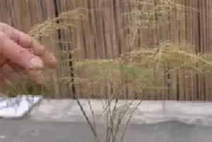 盆景养护管理 | 冬天有暖气的室内怎么养文竹