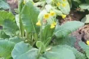 播种繁殖的绿植有哪些?黄花九轮草(报春花科报春花属)莲香报春花
