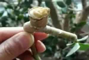 盆栽育苗 | 玉树断枝可以插活吗