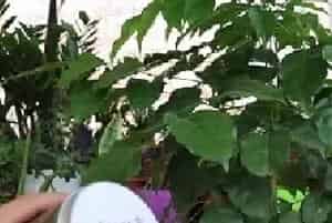 盆栽施肥 | 幸福树怎么施肥长得快