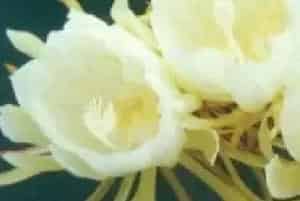 扦插繁殖的绿植有哪些?昙花(仙人掌科昙花属)