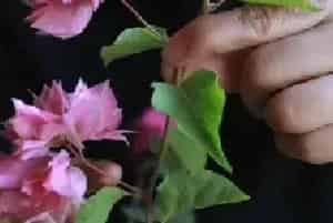 盆栽修剪 | 三角梅冬天要不要修枝
