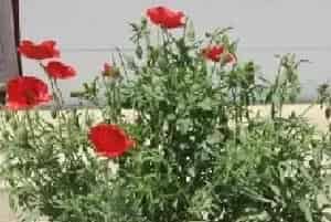 花卉果蔬盆景 | 虞美人可以在夏季种植吗 冬天怎么越冬呢