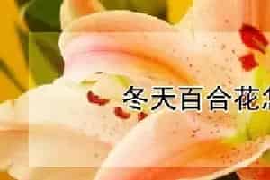 冬天百合花怎么养