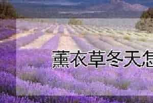 薰衣草冬天怎么管理