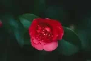 山茶花的花语和寓意