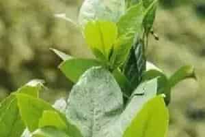 播种繁殖的绿植有哪些?夜合花(木兰科木兰属)夜香木兰