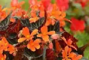 四季秋海棠的花语和寓意