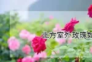 北方室外玫瑰如何过冬