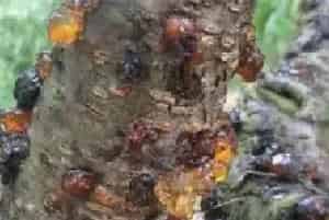 桃胶（又名桃油）怎么做好吃？适合哪些人吃？能直接吃吗？