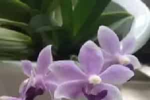 盆景养护管理 | 蝴蝶兰的叶子用什么擦