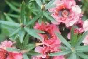 压条繁殖的花卉有哪些?松红梅(桃金娘科松红梅属)澳洲茶树