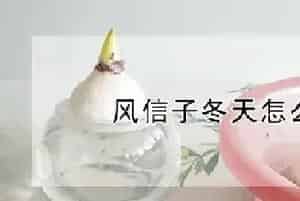风信子冬天怎么养水培